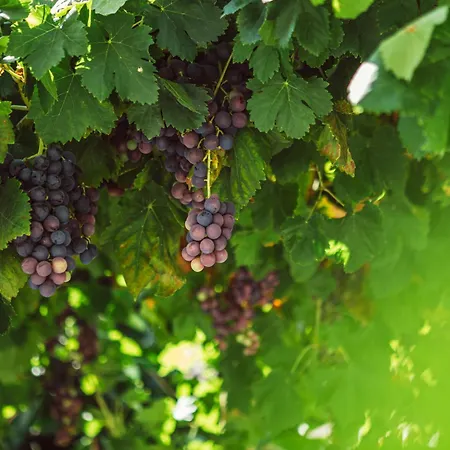 Casa Duconte Nocleg ze śniadaniem 4*